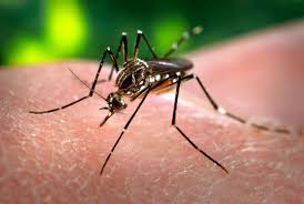 Dengue está sendo negligenciada, revela especialista da OMS